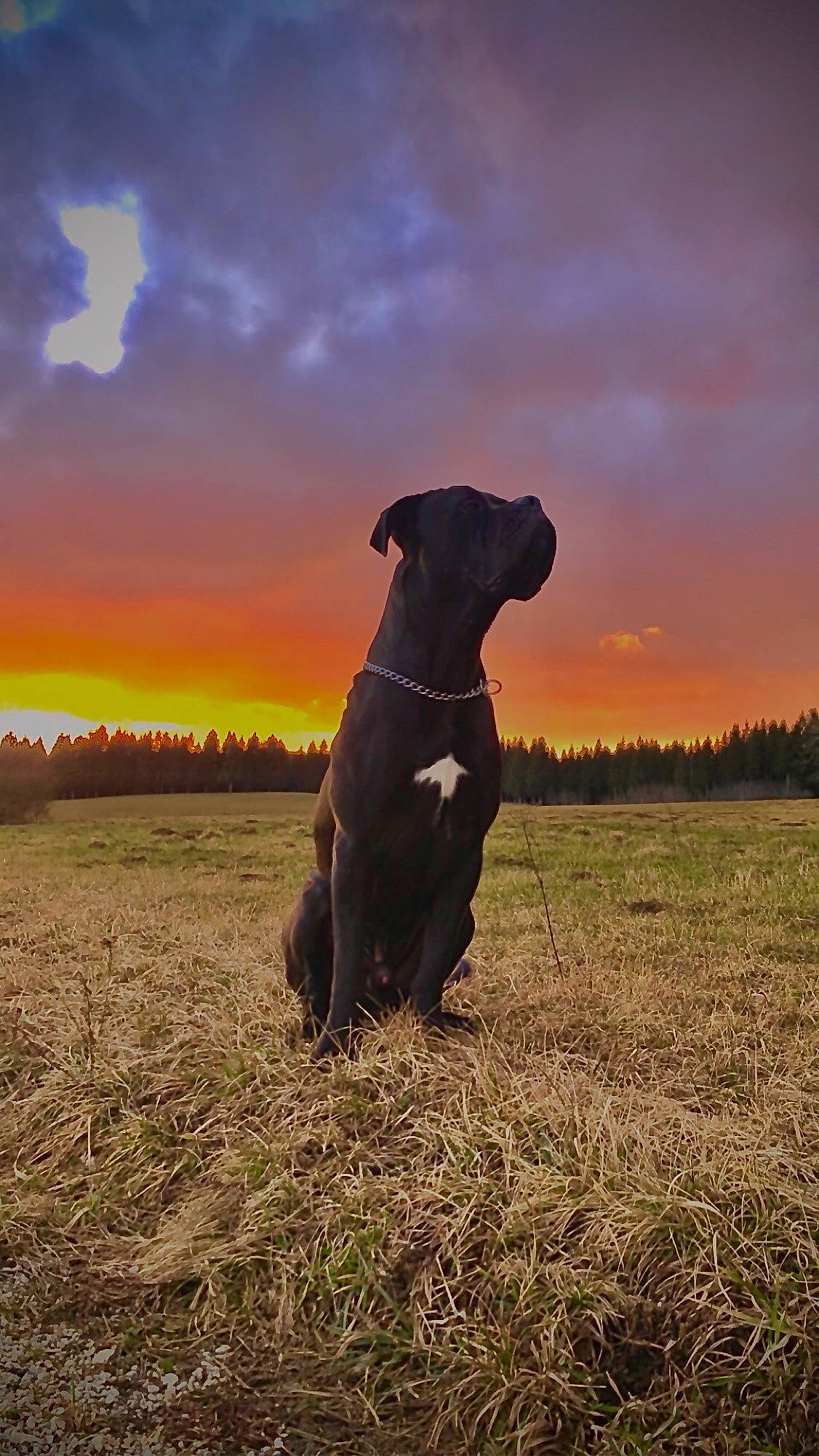 Onix a rejoint le concours — aidez-le/la à gagner de superbes lots ! american_pit_bull_terrier, boerboel, cane_corso, canidae, carnivore, cloud, dog, dog_breed, evening, field_trial, grass, guard_dog, hunting_dog, labrador_retriever, mammal, patterdale_terrier, retriever, sky, sporting_group, working_dog