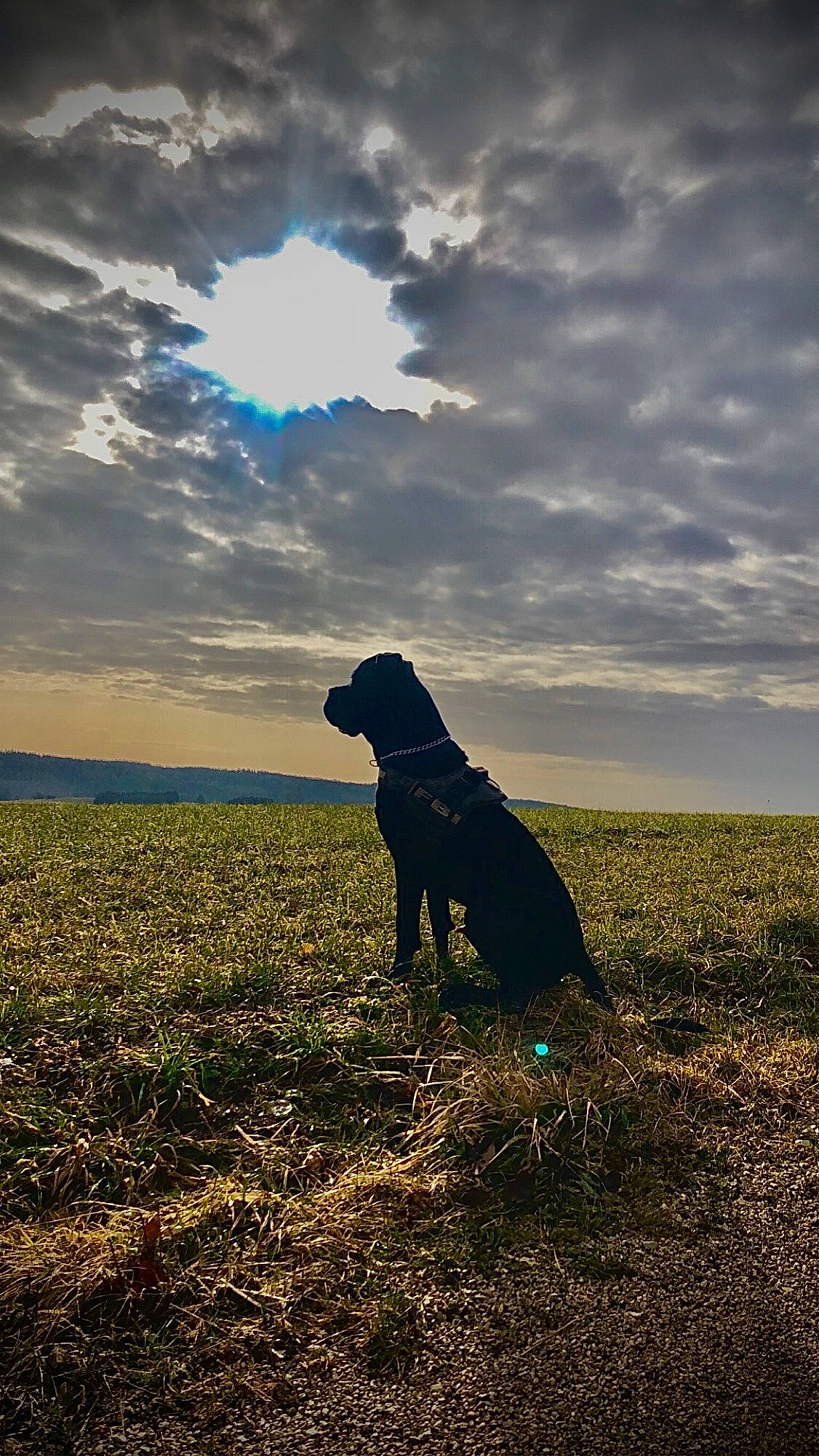 Onix a rejoint le concours — aidez-le/la à gagner de superbes lots ! canidae, carnivore, cloud, curly_coated_retriever, dog, dog_breed, field, field_trial, flat_coated_retriever, grass, grassland, guard_dog, hunting_dog, labrador_retriever, meadow, meteorological_phenomenon, pasture, retriever, sky, sporting_group