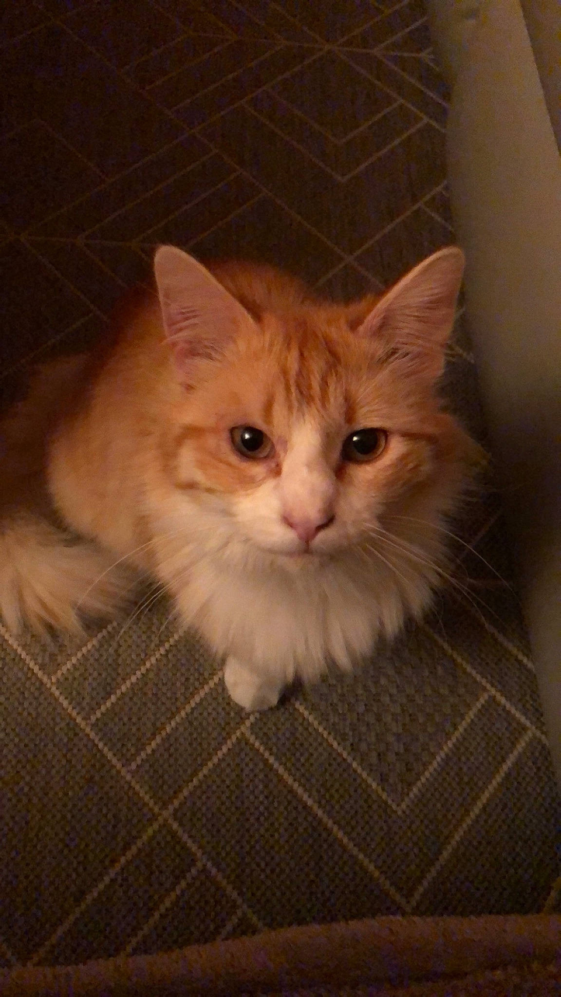 Simba participe au concours pour gagner de l'argent avec cette photo : asian_semi_longhair, british_semi_longhair, carnivore, cat, cymric, domestic_long_haired_cat, fawn, felidae, kitten, maine_coon, mammal, napoleon_cat, norwegian_forest_cat, ragamuffin, ragdoll, siberian, small_to_medium_sized_cats, vertebrate, whiskers