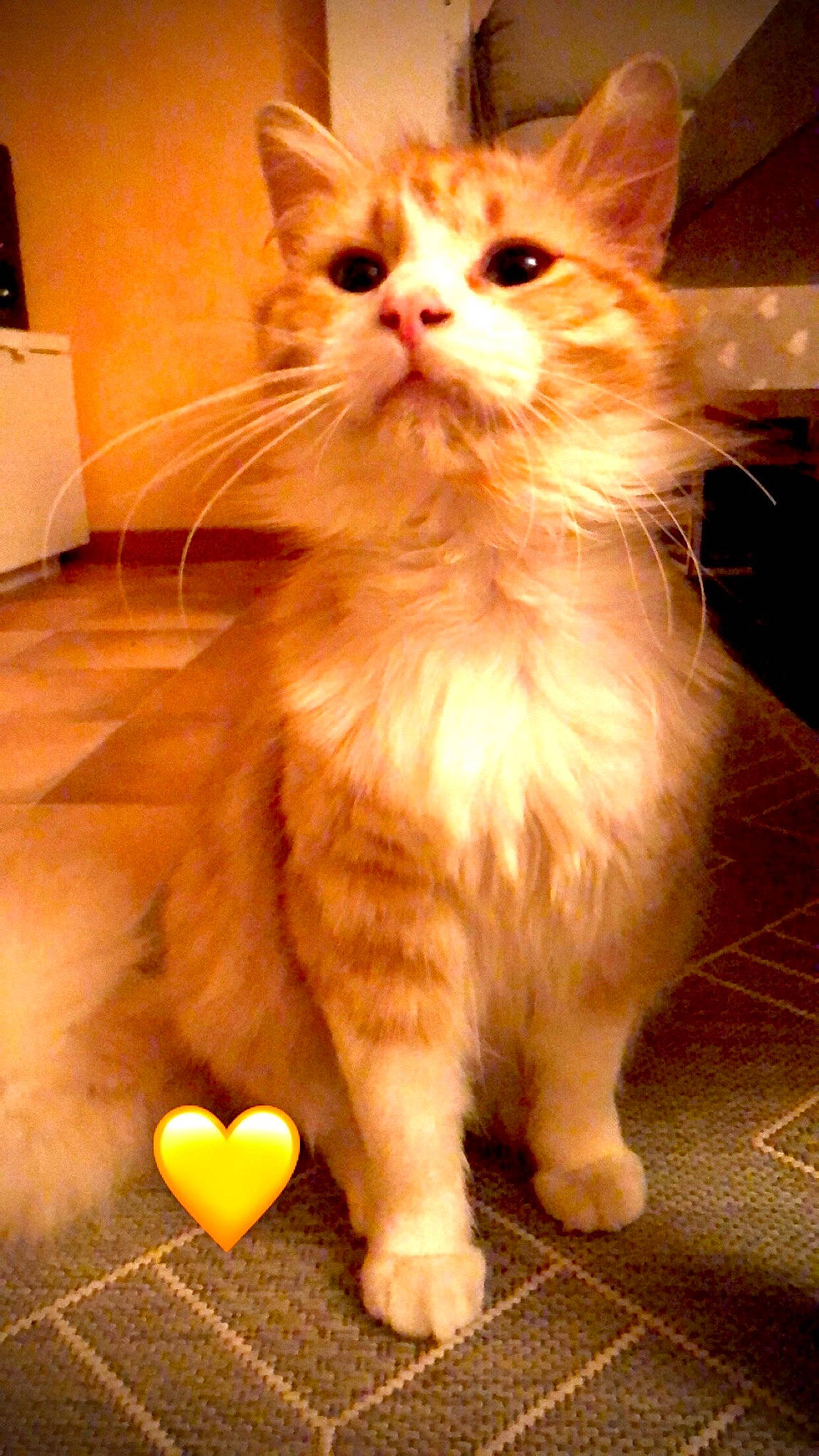 Simba participe au concours pour gagner de l'argent avec cette photo : american_curl, asian_semi_longhair, carnivore, cat, cymric, domestic_long_haired_cat, european_shorthair, fawn, felidae, kitten, kurilian_bobtail, maine_coon, mammal, norwegian_forest_cat, polydactyl_cat, ragamuffin, small_to_medium_sized_cats, turkish_angora, turkish_van, whiskers