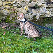 Muezza a rejoint le concours — aidez-le/la à gagner de superbes lots ! cat, bengal_cat, pet, animal, harness, leash, outdoor, grass, garden, stone_wall, moss, spotted_fur, striped_tail, sitting, profile, greenery, nature, portrait, domestic_animal, exploration