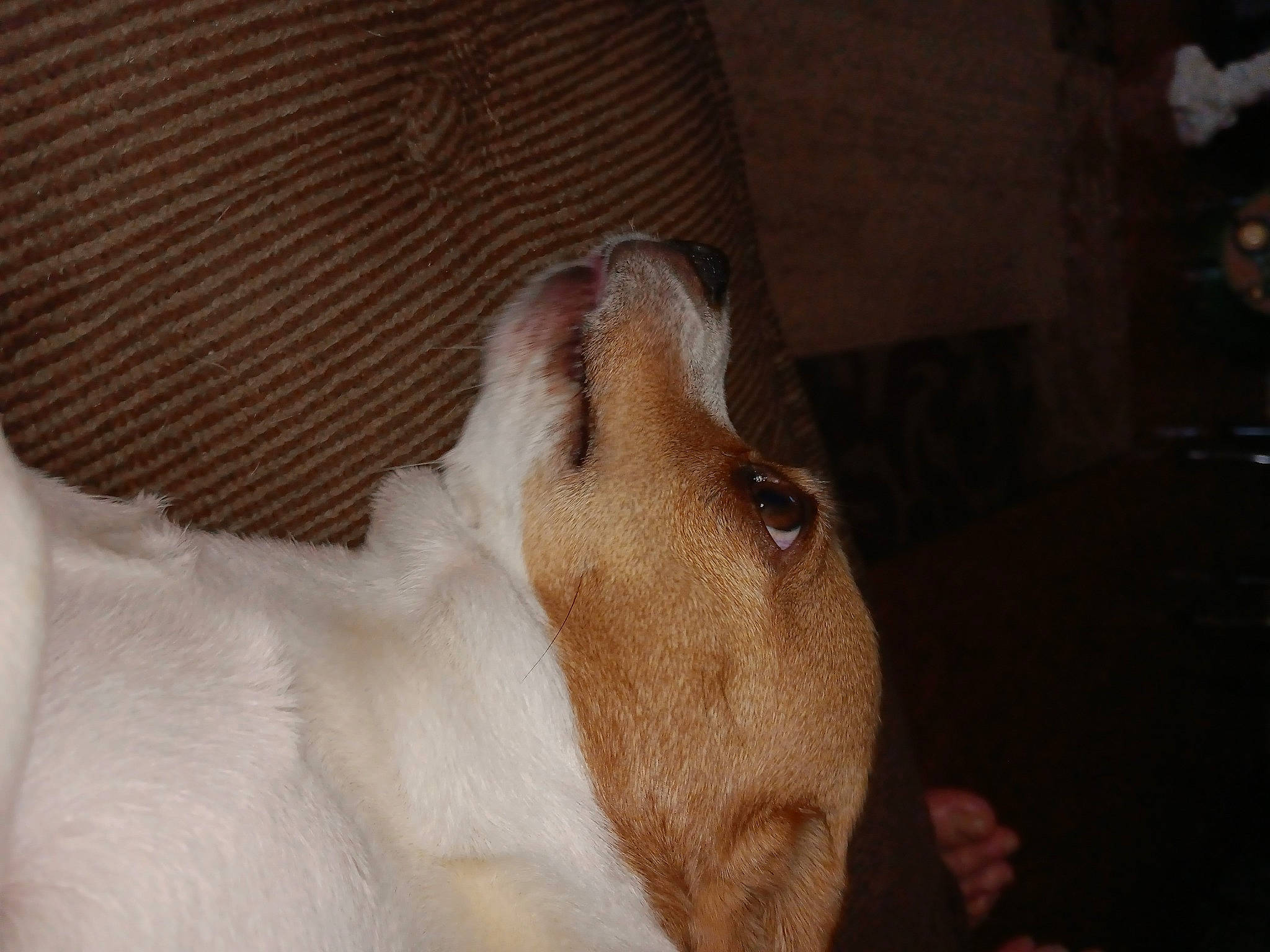 Maemae joined the competition — help win amazing prizes! canidae, comfort, companion_dog, dog, dog_breed, ear, fawn, fur, guard_dog, non_sporting_group, paw, pet_supply, snout, sporting_group, tail, terrestrial_animal, whiskers, working_animal