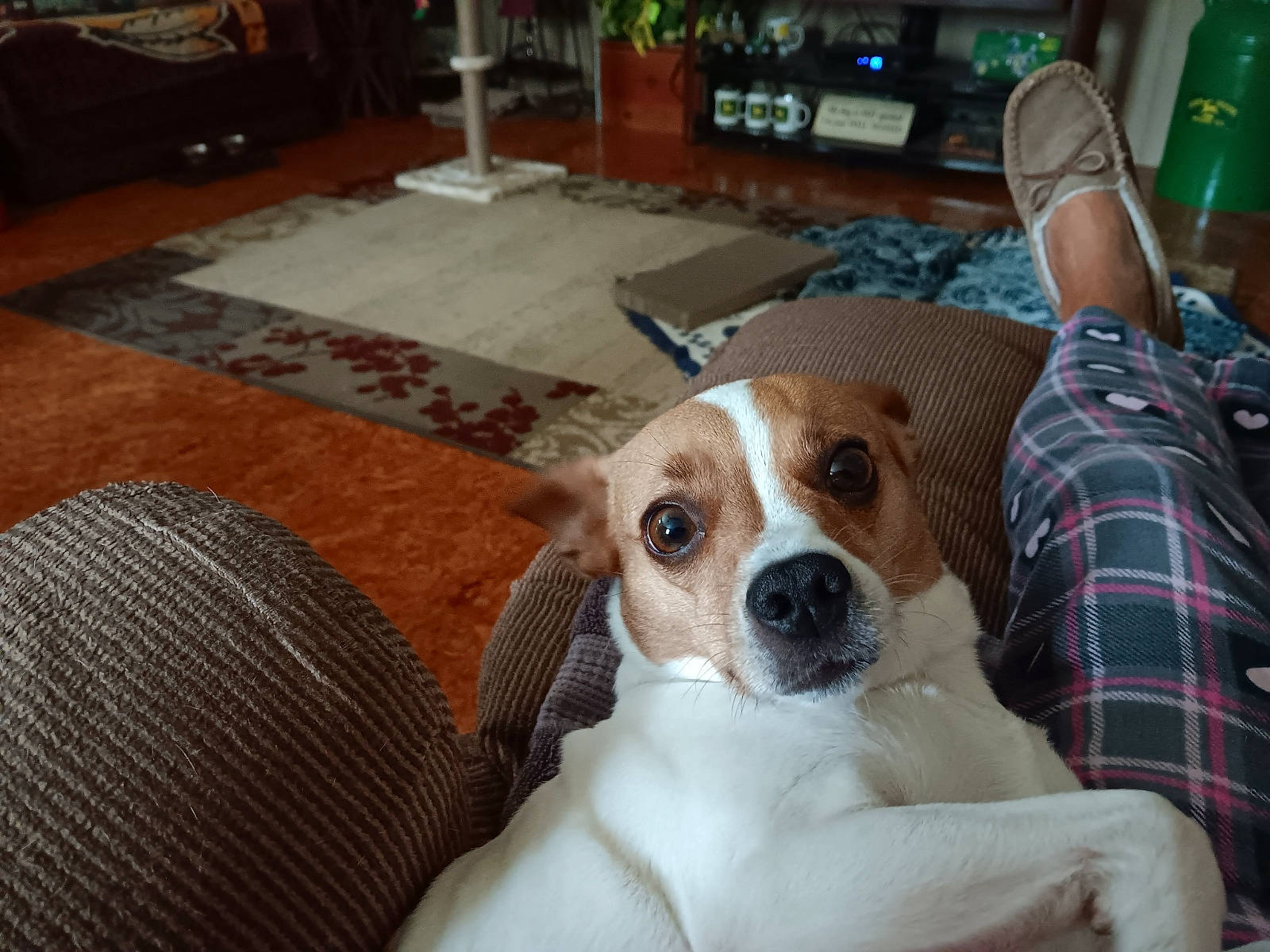Maemae joined the competition — help win amazing prizes! beaglier, carnivore, chair, comfort, companion_dog, couch, dog, dog_breed, fawn, flooring, flowerpot, furniture, hardwood, houseplant, plant, snout, sporting_group, tartan, wood, working_animal