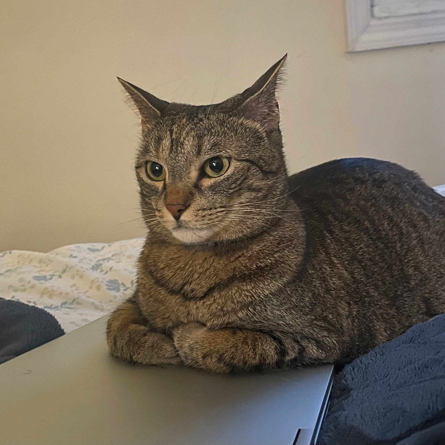 Billy is registered to the contest to win money with this photo: abyssinian, animal, bed, bedroom, blanket, cat, computer, couch, egyptiancat, electronics, furniture, gray, indoors, kitten, laptop, manx, pc, pet, room