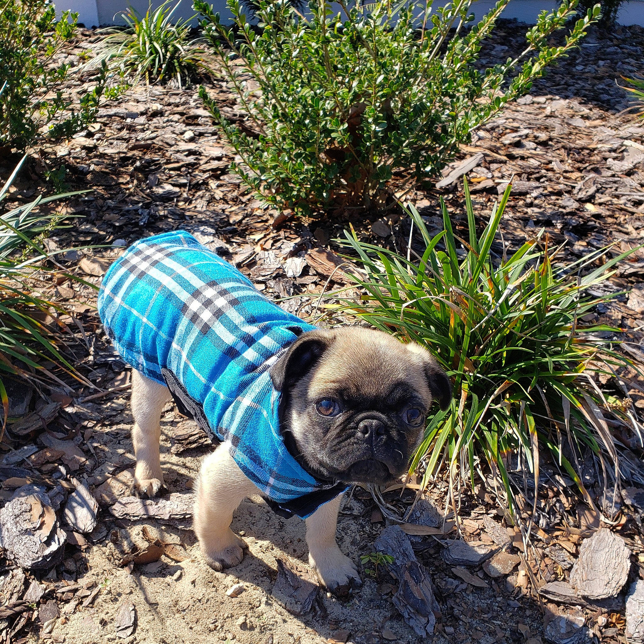 Turbo is registered to the contest to win money with this photo: adventure, bulldog, canidae, carnivore, companion_dog, dog, dog_breed, dog_clothes, fawn, french_bulldog, grass, non_sporting_group, plant, pug, puppy, snout, soil, toy_dog, walking