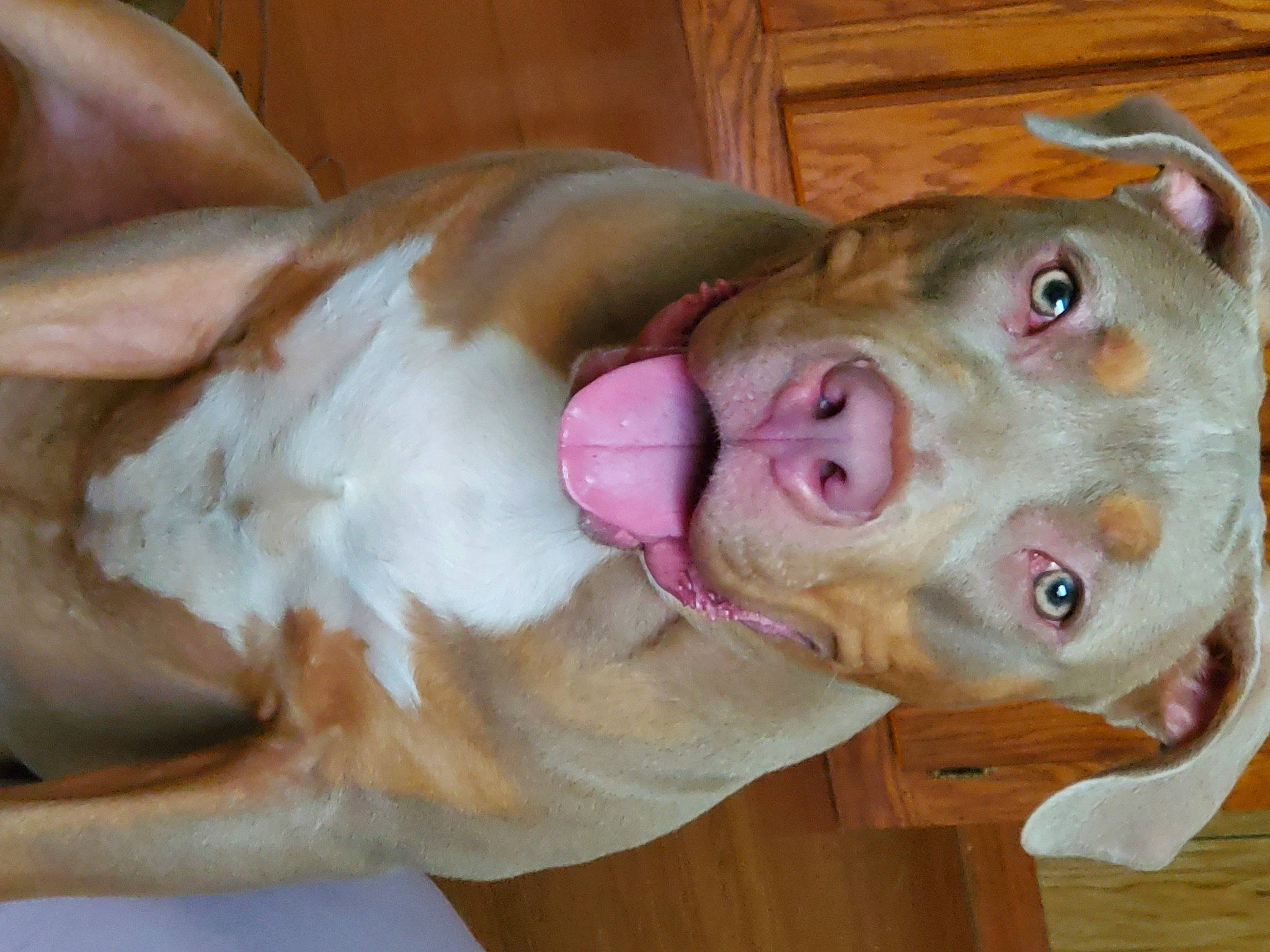 Hundo is registered to the contest to win money with this photo: american_bulldog, american_pit_bull_terrier, american_staffordshire_terrier, canidae, carnivore, dog, dog_breed, ear, fawn, jaw, mammal, non_sporting_group, nose, olde_english_bulldogge, pit_bull, snout, sporting_group, vertebrate