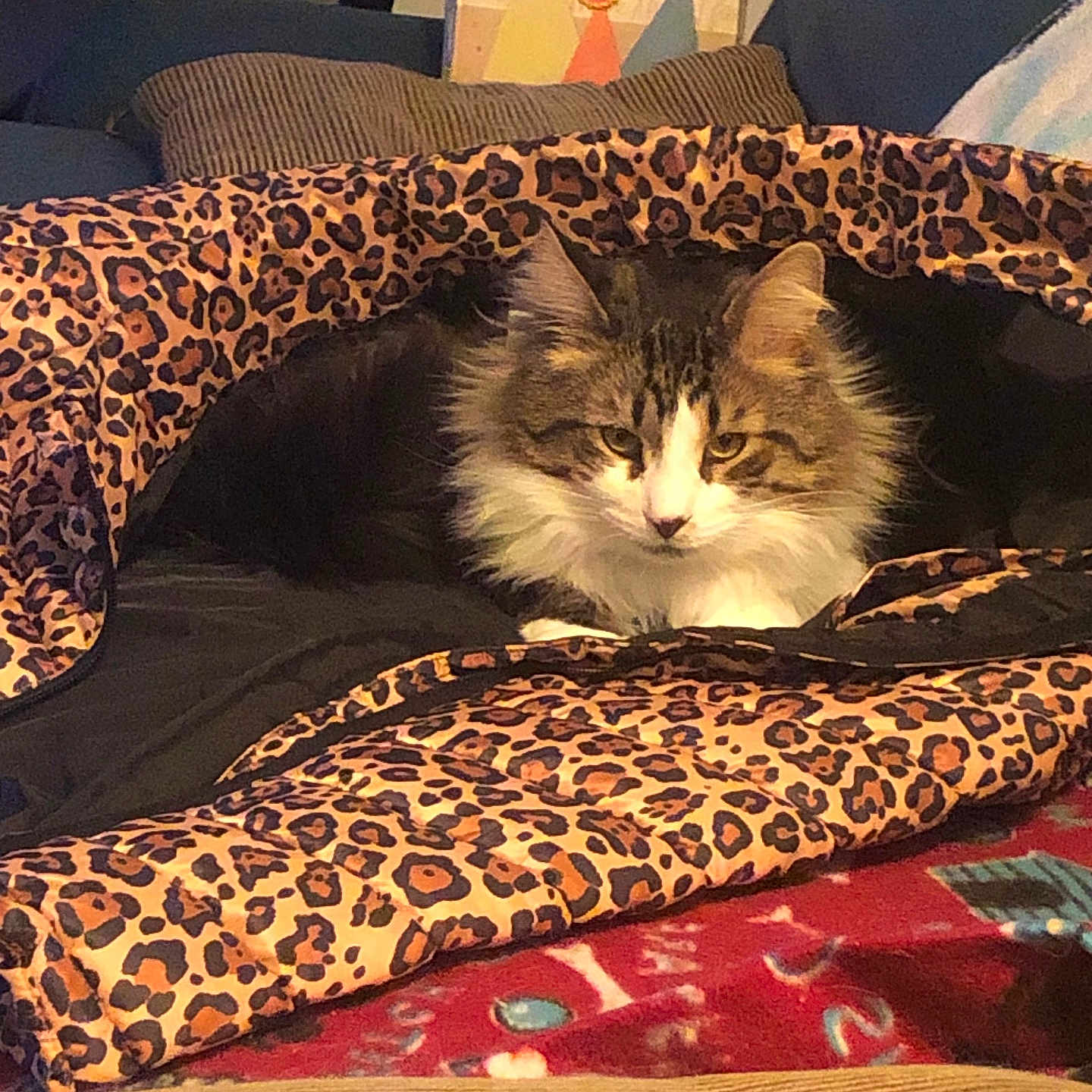 Gizmo joined the competition — help win amazing prizes! animal, bed, blanket, canine, cat, couch, cushion, dog, dogbed, furniture, homedecor, kitten, person, pet, quilt, sleeping