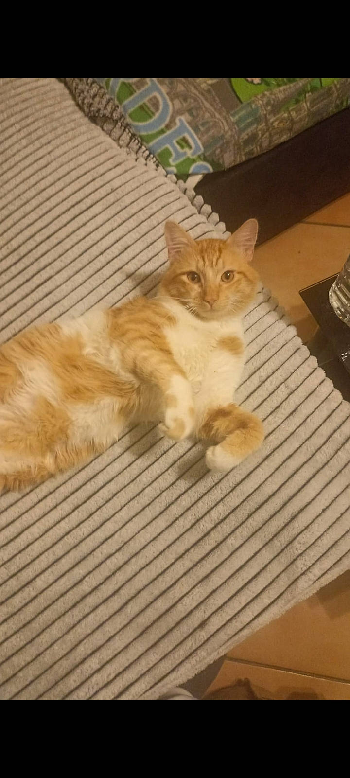 Caramelle participe au concours pour gagner de l'argent avec cette photo : canidae, carnivore, cat, claw, comfort, companion_dog, dog_breed, domestic_short_haired_cat, fawn, felidae, flooring, fur, hardwood, paw, small_to_medium_sized_cats, snout, tail, whiskers, wood, wood_stain