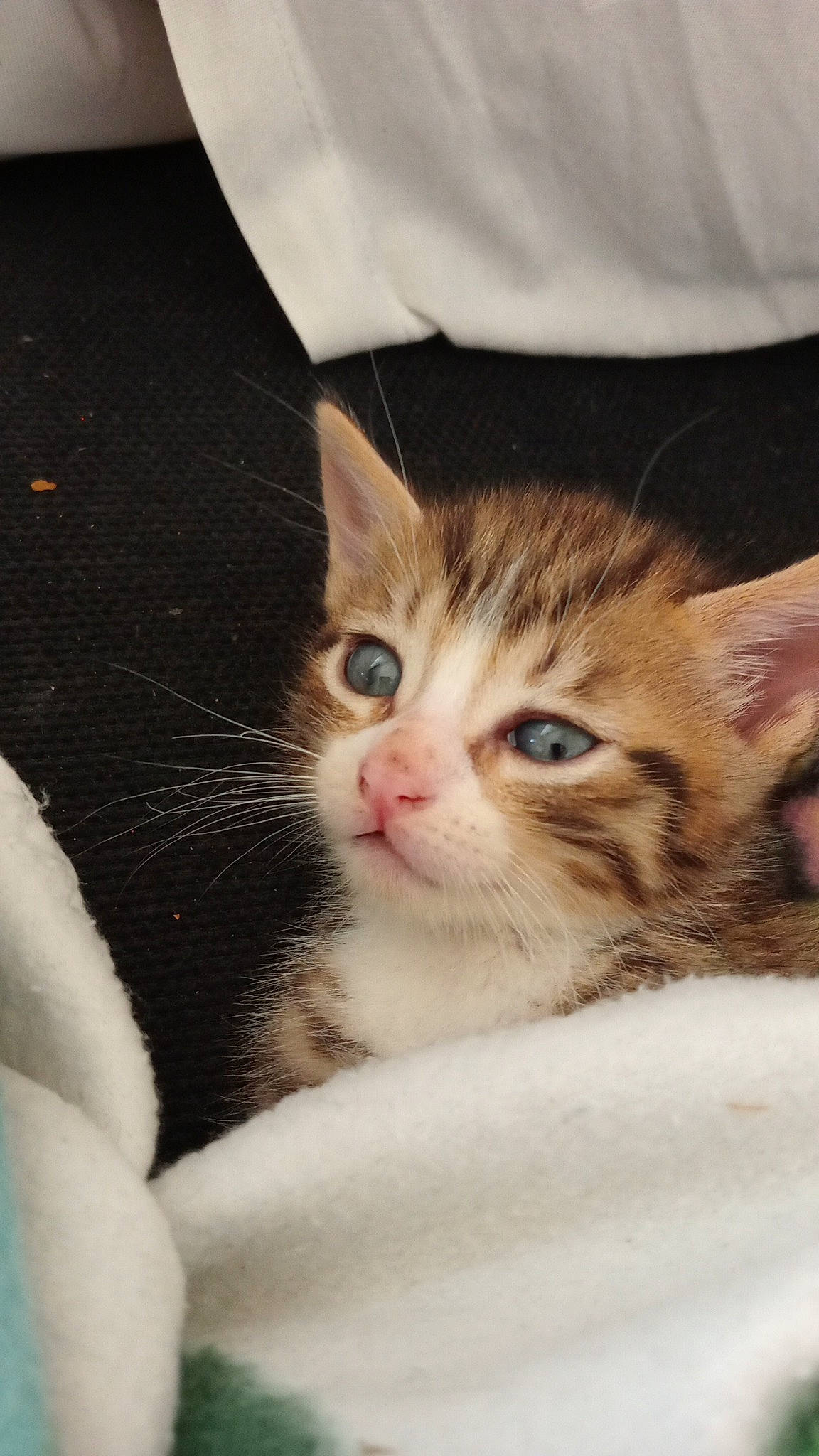 Simba participe au concours pour gagner de l'argent avec cette photo : carnivore, cat, claw, comfort, domestic_short_haired_cat, ear, fawn, felidae, fur, mouse, paw, small_to_medium_sized_cats, snout, whiskers, wood