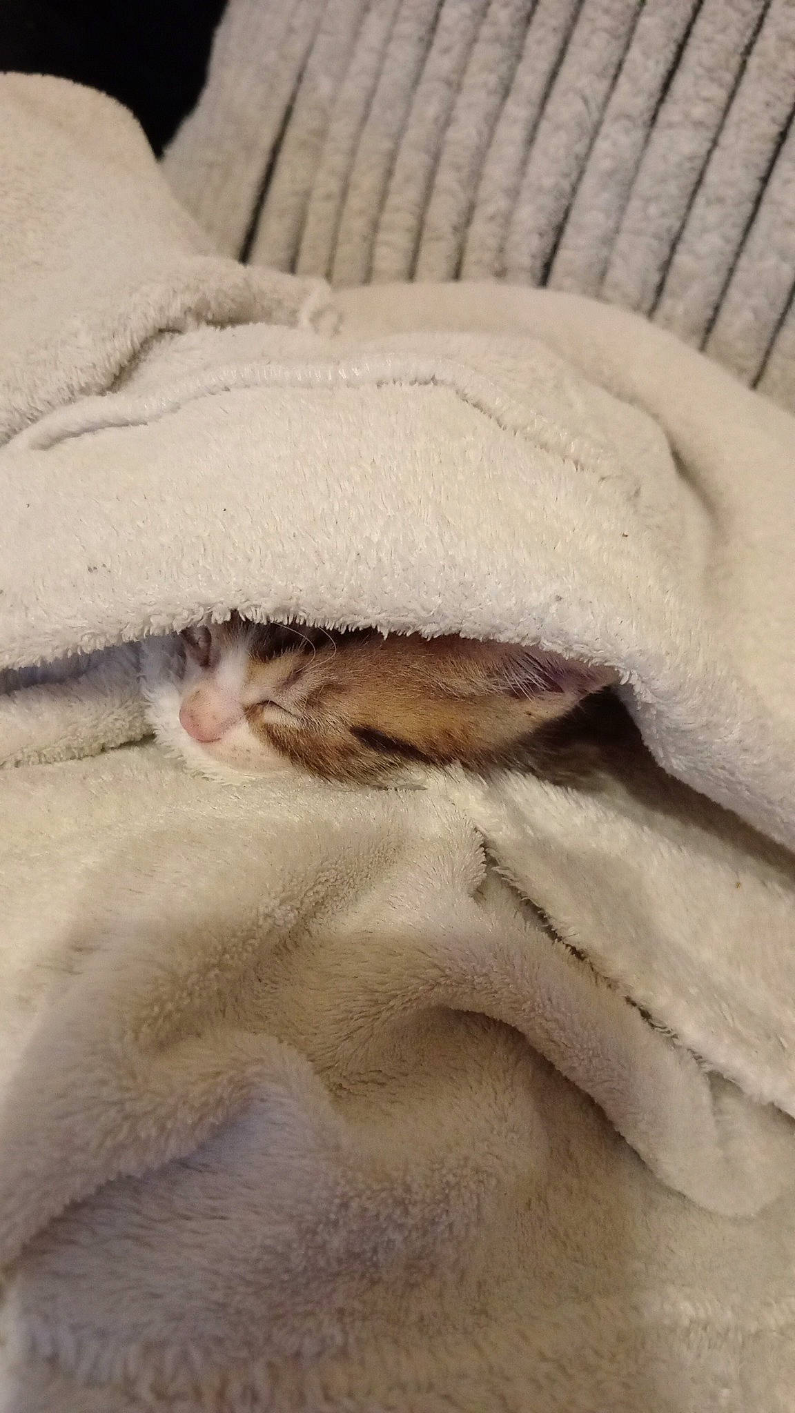 Simba a rejoint le concours — aidez-le/la à gagner de superbes lots ! bedding, beige, carnivore, cat, claw, comfort, domestic_short_haired_cat, fawn, felidae, flooring, fur, grey, human_leg, linens, paw, small_to_medium_sized_cats, tail, whiskers, wood, wool