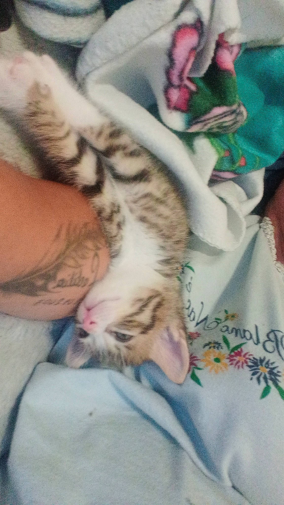 Simba a rejoint le concours — aidez-le/la à gagner de superbes lots ! carnivore, cat, claw, comfort, domestic_short_haired_cat, fawn, felidae, foot, fur, gesture, human_leg, linens, pattern, paw, small_to_medium_sized_cats, snout, tattoo, temporary_tattoo, thigh, whiskers