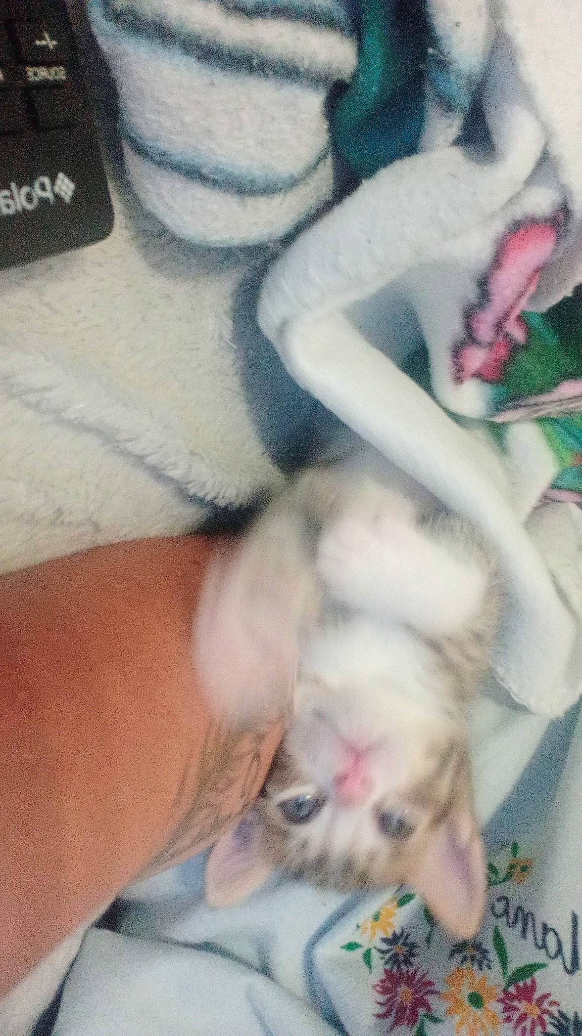 Simba participe au concours pour gagner de l'argent avec cette photo : carnivore, cat, comfort, companion_dog, computer_keyboard, dog_breed, fawn, felidae, finger, fur, gesture, human_leg, leg, mammal, nail, paw, small_to_medium_sized_cats, snout, tail, whiskers