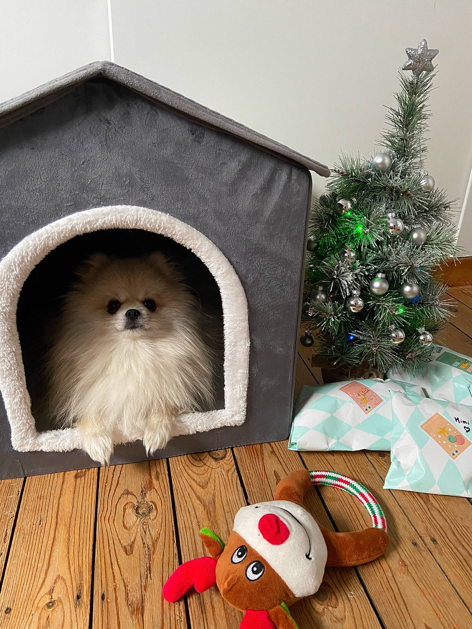 Mimi participe au concours pour gagner de l'argent avec cette photo : carnivore, christmas, christmas_decoration, christmas_ornament, christmas_tree, companion_dog, conifer, dog, dog_breed, event, fawn, fur, holiday, holiday_ornament, ornament, toy, toy_dog, tree, white, wood