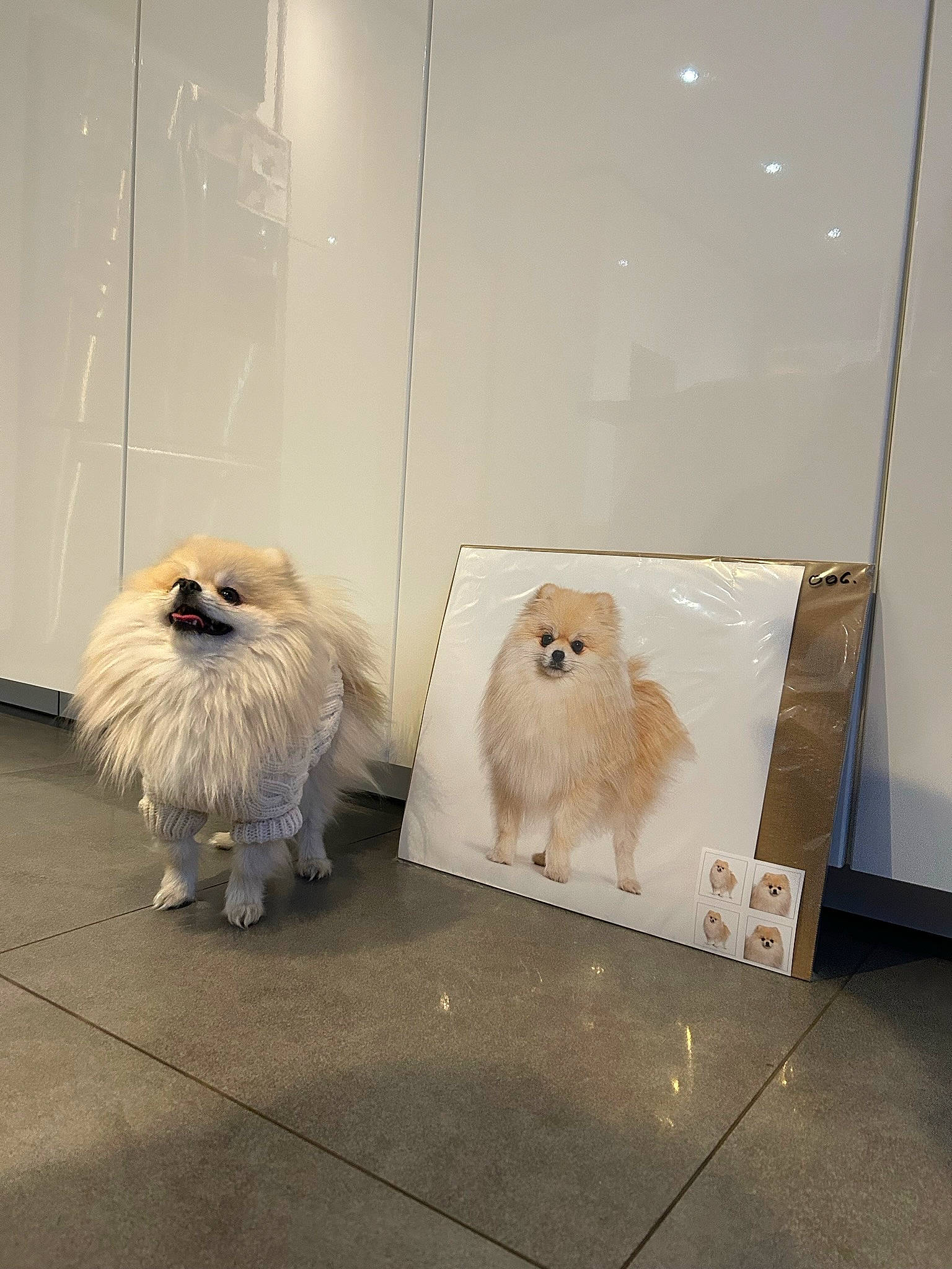 Mimi participe au concours pour gagner de l'argent avec cette photo : ancient_dog_breeds, canidae, carnivore, companion_dog, dog, dog_breed, fawn, flooring, fur, german_spitz, german_spitz_klein, non_sporting_group, pekingese, pomeranian, small_terrier, spitz, sporting_group, tail, terrier, toy_dog