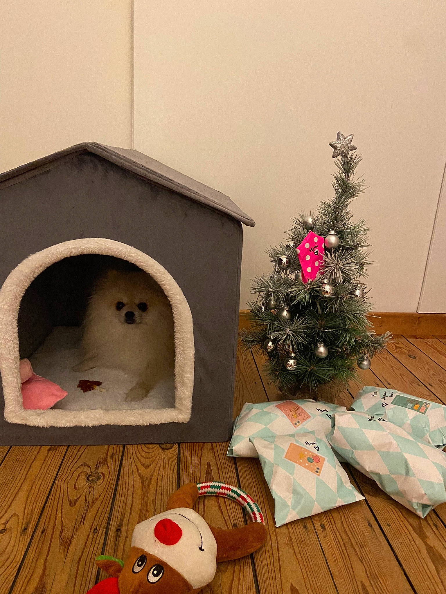 Mimi a rejoint le concours — aidez-le/la à gagner de superbes lots ! carmine, christmas, christmas_decoration, christmas_ornament, christmas_tree, conifer, event, evergreen, holiday, holiday_ornament, interior_design, living_room, mammal, ornament, pet_supply, red, room, twig, vertebrate, wood