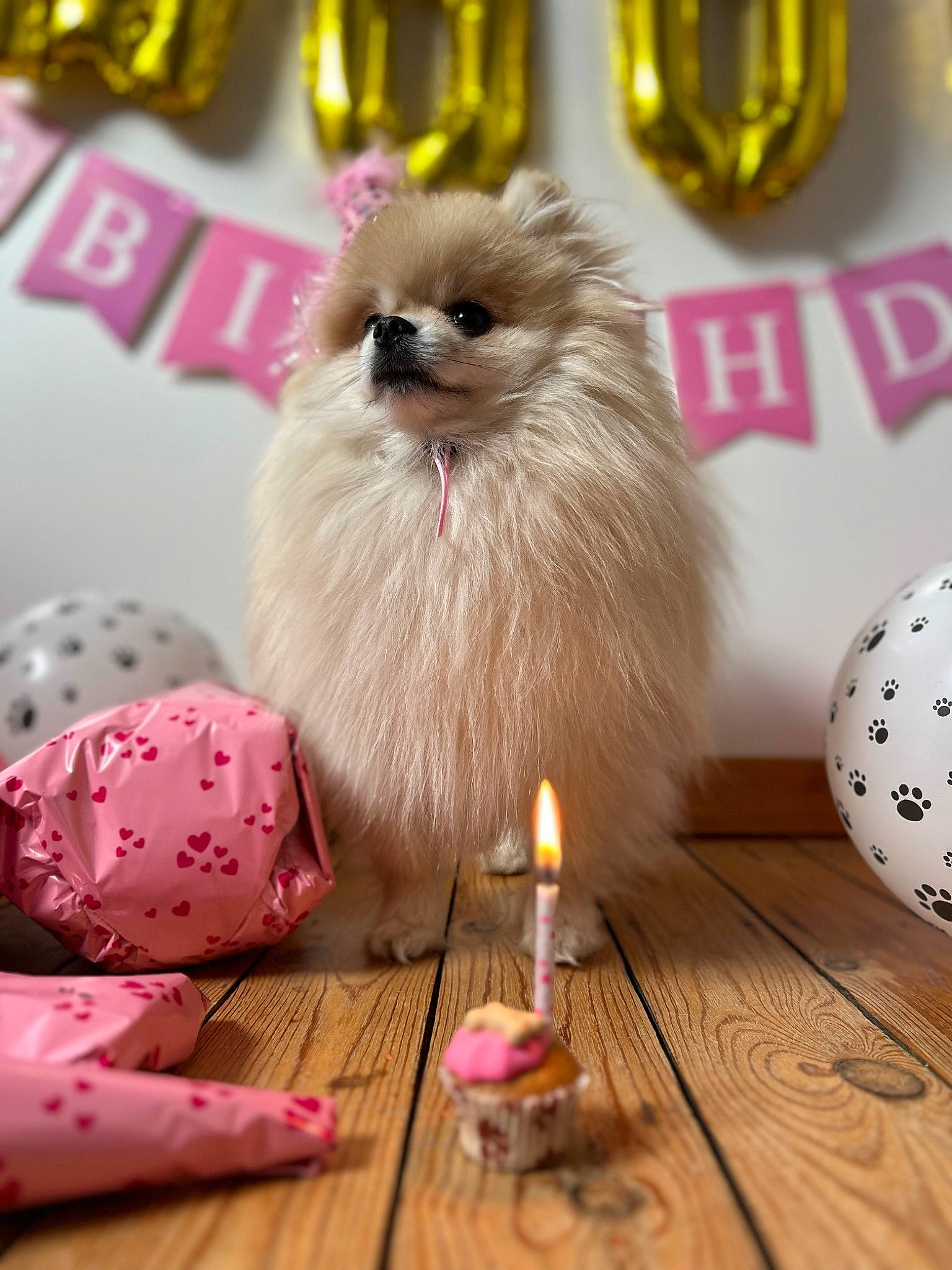Mimi a rejoint le concours — aidez-le/la à gagner de superbes lots ! candle, companion_dog, event, fawn, feather, felidae, font, fur, happy, holiday, petal, room, small_to_medium_sized_cats, table, whiskers, yellow