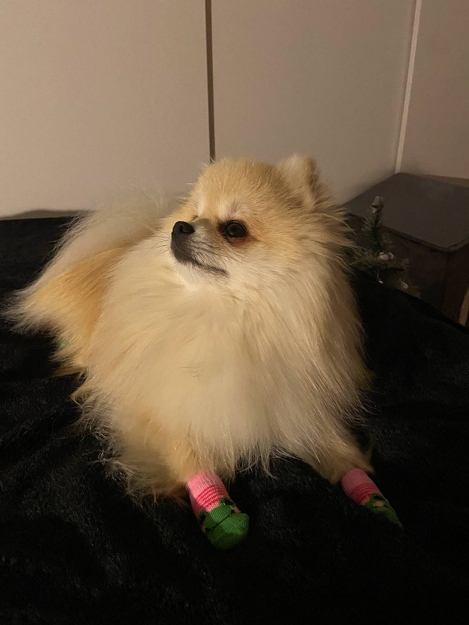 Mimi participe au concours pour gagner de l'argent avec cette photo : canidae, carnivore, chair, companion_dog, corgi_chihuahua, couch, dog, dog_breed, fashion_accessory, fawn, fur, german_spitz, german_spitz_klein, german_spitz_mittel, snout, spitz, sporting_group, toy_dog, whiskers, working_animal