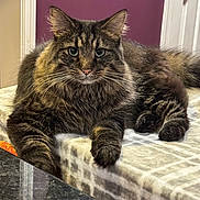 Coco Pudge joined the competition — help win amazing prizes! blanket, cat, cozy, curious, domestic_animal, eyes, face, feline, fluffy, fur, home, indoor, mammal, paws, pet, relaxed, resting, tabby, table, whiskers