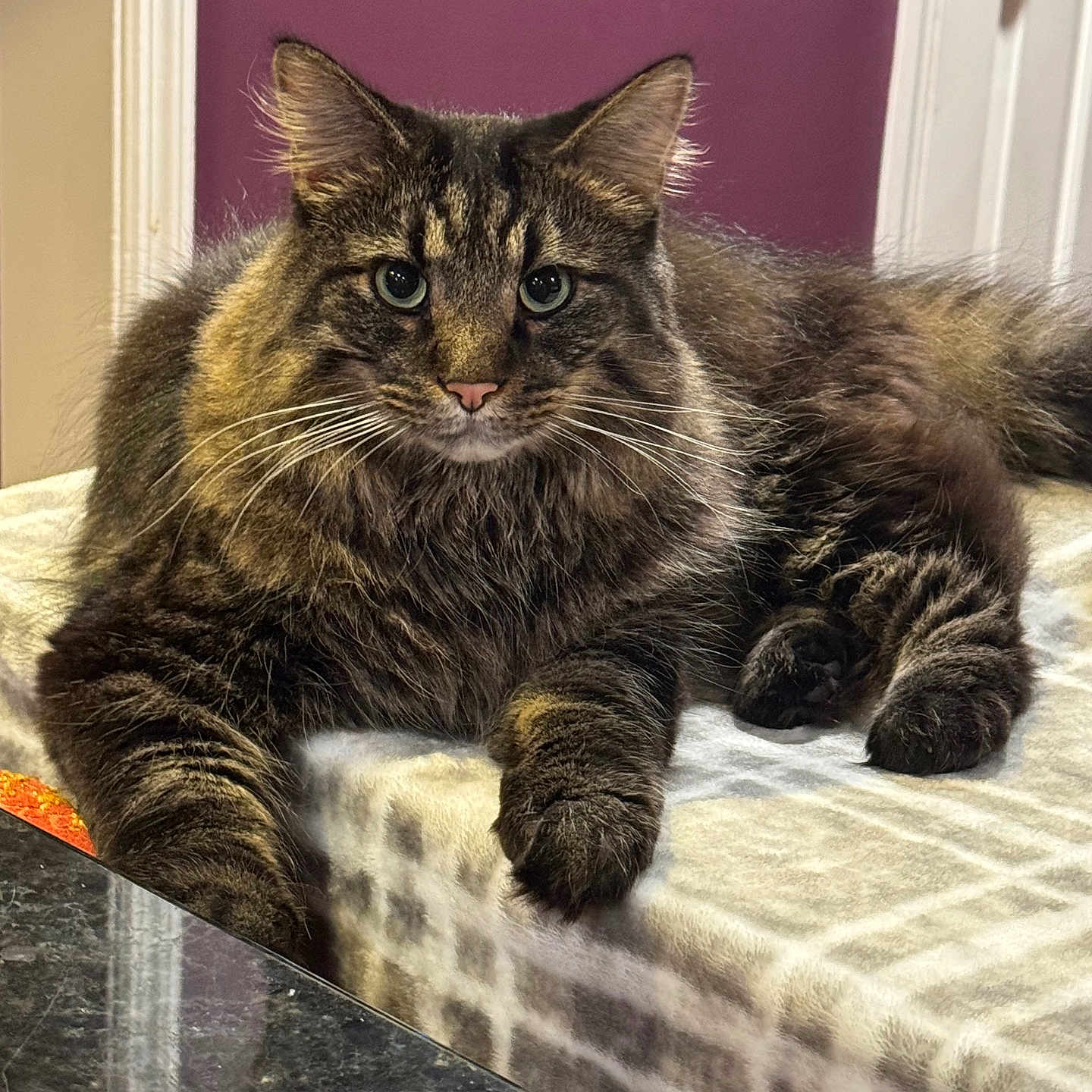 Coco Pudge joined the competition — help win amazing prizes! blanket, cat, cozy, curious, domestic_animal, eyes, face, feline, fluffy, fur, home, indoor, mammal, paws, pet, relaxed, resting, tabby, table, whiskers