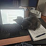 Mako joined the competition — help win amazing prizes! kitten, gray_cat, laptop, notebook, pen, handwriting, table, indoor, cat_bed, cardboard_box, air_purifier, wooden_floor, curious, cozy, study_area, technology, pet, domestic_animal, home, writing