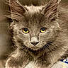 Mako joined the competition — help win amazing prizes! cat, kitten, gray_fur, yellow_eyes, whiskers, close_up, animal, pet, cute, feline, fur, resting, newspaper, curious, indoor, portrait, young_cat, soft, face, ears