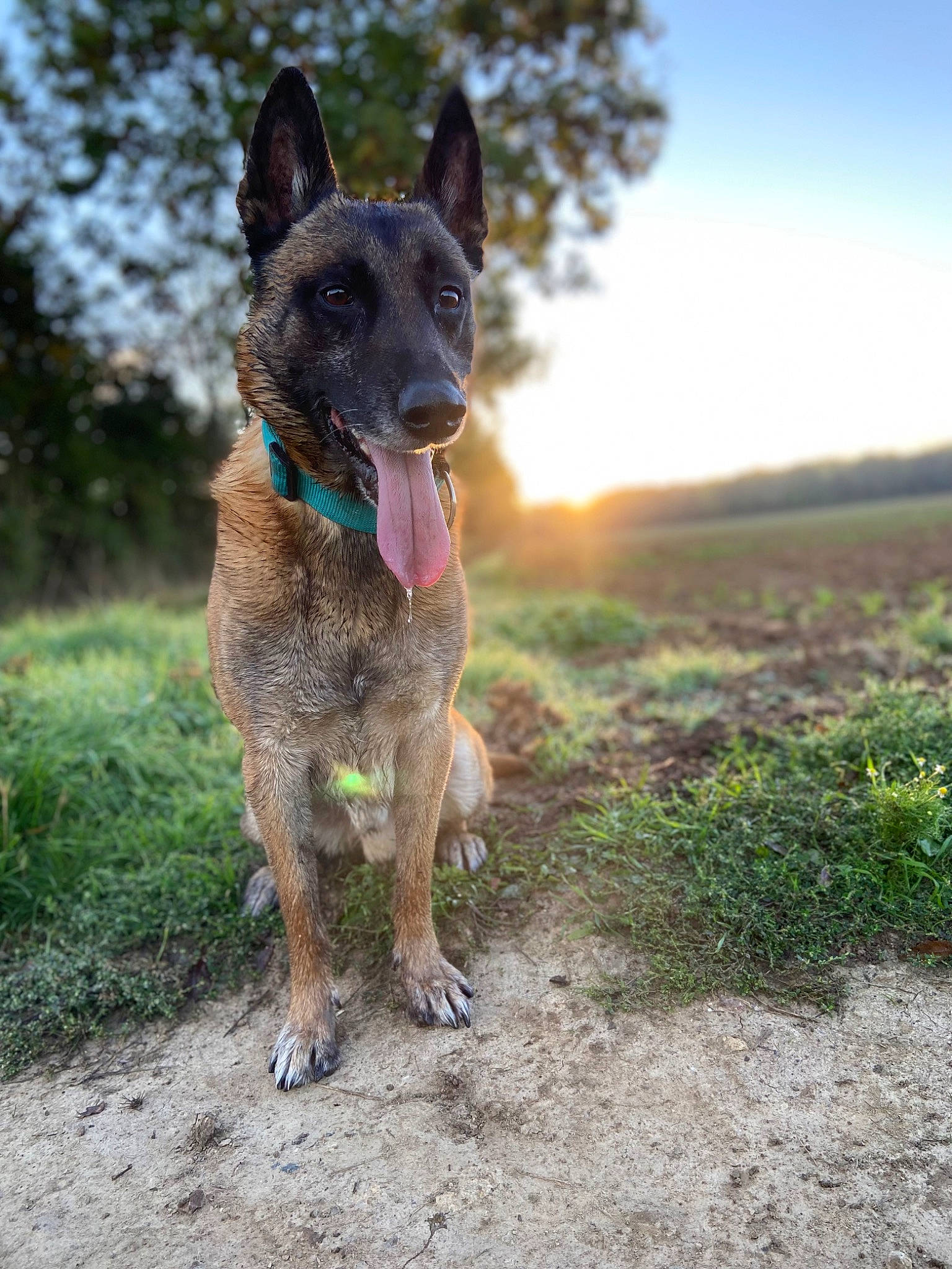 Lucky a rejoint le concours — aidez-le/la à gagner de superbes lots ! carnivore, dog, dog_breed, fawn, german_shepherd_dog, grass, herding_dog, plant, sky, soil, sporting_group, terrestrial_animal, tree, walking, working_animal, working_dog