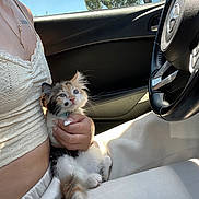 Shrimp is registered to the contest to win money with this photo: kitten, cat, calico_cat, pet, car_interior, steering_wheel, passenger, lap, hand, nails, necklace, crop_top, white_pants, seat, window, tree_outside, sunlight, fur, cute, cuddling