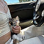 kitten, cat, calico_cat, pet, car_interior, steering_wheel, passenger, lap, hand, nails, necklace, crop_top, white_pants, seat, window, tree_outside, sunlight, fur, cute, cuddling