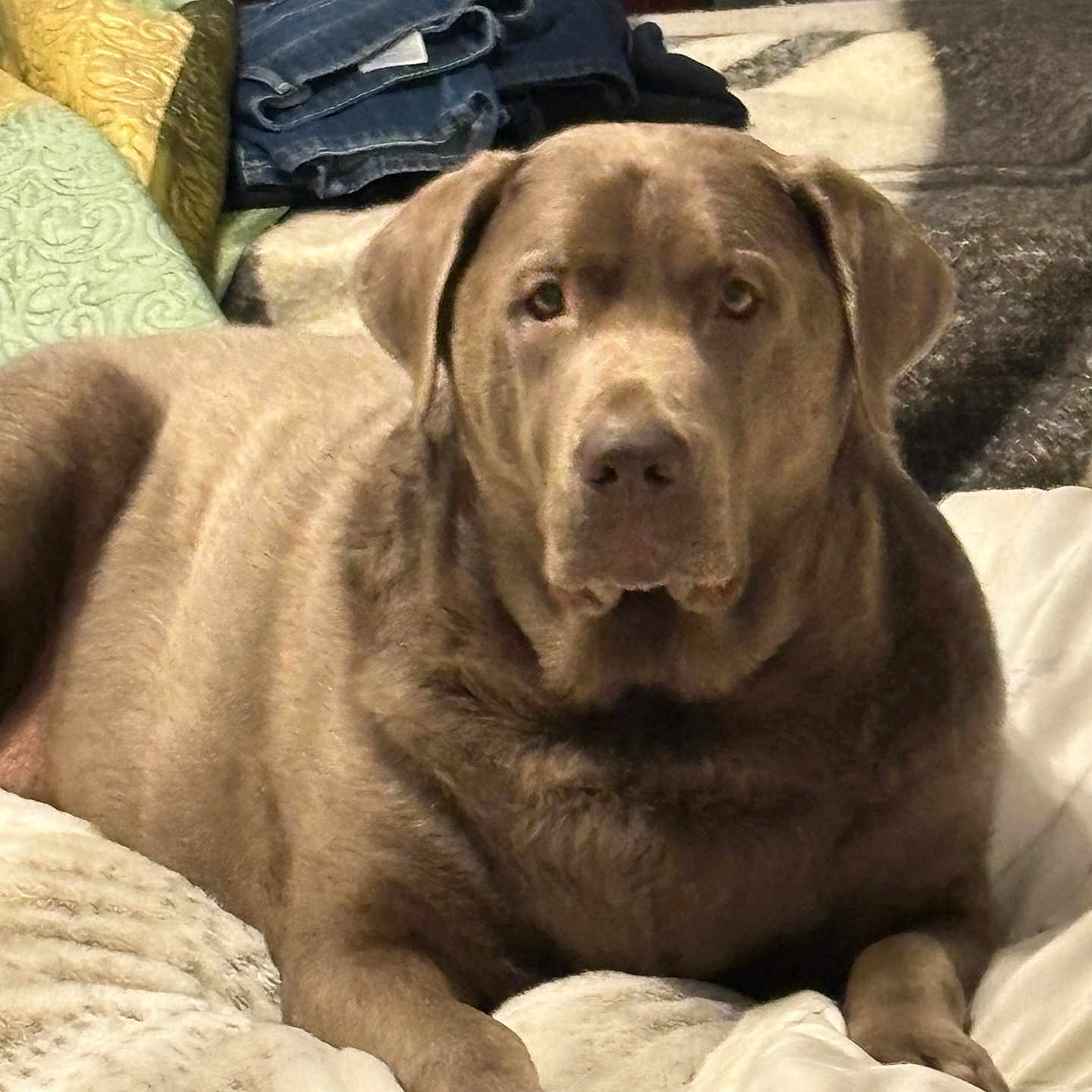 Kobe Jo is registered to the contest to win money with this photo: dog, chocolate_lab, pet, animal, portrait, indoors, bedroom, bed, blanket, pillows, folded_clothes, brown_fur, floppy_ears, sitting, lying_down, looking_at_camera, cozy, home, bedroom_furniture, photography