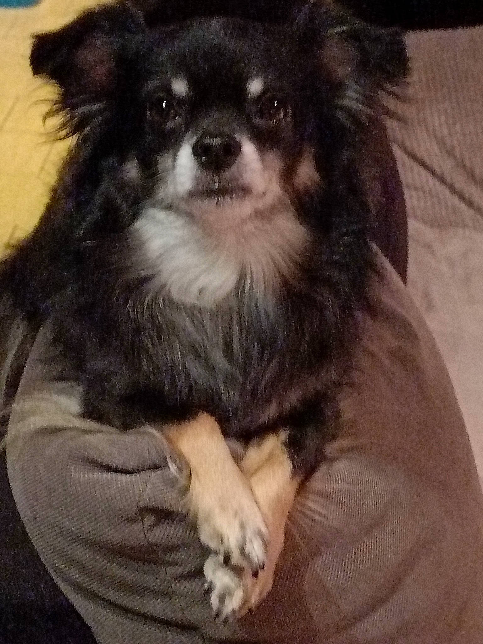 Cockies participe au concours pour gagner de l'argent avec cette photo : canidae, carnivore, companion_dog, dog, dog_breed, dog_supply, fawn, fur, non_sporting_group, snout, sporting_group, terrestrial_animal, toy_dog, working_animal