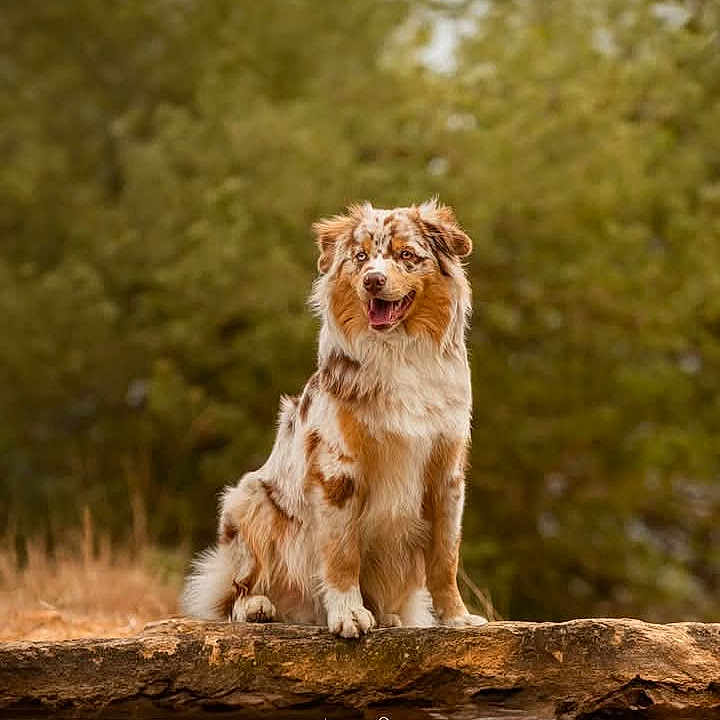 Vénom a rejoint le concours — aidez-le/la à gagner de superbes lots ! animal, canine, collie, coyote, dog, face, goldenretriever, happy, head, lion, nature, outdoors, person, pet, pond, puppy, smile, terrier, walkingdog, water