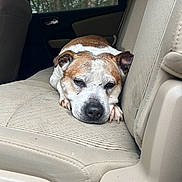Ceelo joined the competition — help win amazing prizes! animal, backseat, beige_seat, brown_and_white, canine, car_interior, closeup, dog, forest, fur, indoors, napping, pet, quiet, relaxed, resting, seat_fabric, tired, vehicle, window