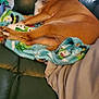 Ginger joined the competition — help win amazing prizes! animal, blanket, blanket_pattern, brown_dog, canine, couch, cozy, dog, domestic_animal, fur, furniture, home, indoor, laying_down, leather, living_room, pet, relaxed, resting, side_view