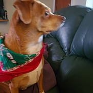 Ginger joined the competition — help win amazing prizes! animal, brown_dog, canine, companion, curious, cute, dog, domestic_animal, furniture, green_scarf, holiday_theme, household, indoor, leather_couch, living_room, looking_sideways, pet, red_scarf, scarf, sitting