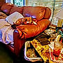 blanket, blinds, couch, cozy, dog, drink, furniture, glass, indoor, lamp, leather, living_room, papers, phone_case, pillow, relaxed, scissors, table, trash_can, window