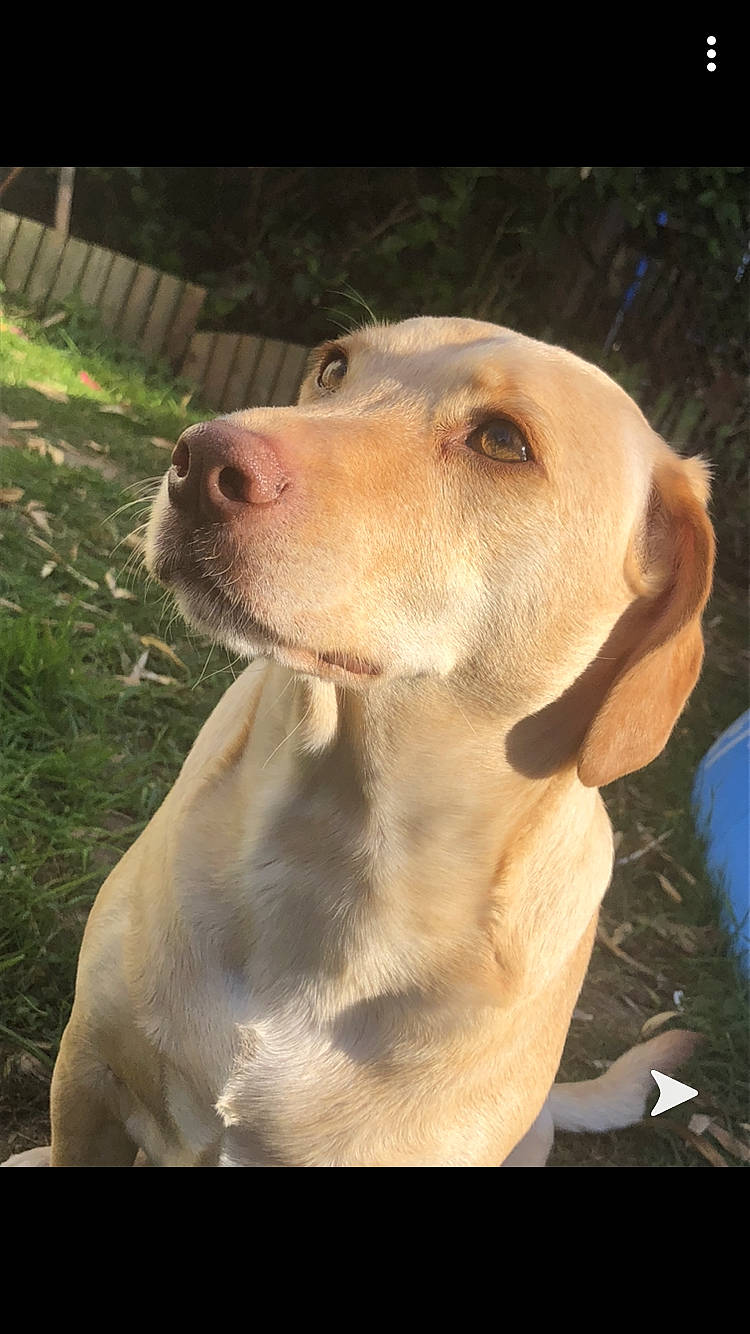 Chipeur a rejoint le concours — aidez-le/la à gagner de superbes lots ! beagador, broholmer, canidae, carnivore, dog, dog_breed, ear, fawn, hunting_dog, labrador_retriever, mammal, nose, pointing_breed, portuguese_pointer, retriever, snout, sporting_group, vertebrate, vizsla, weimaraner