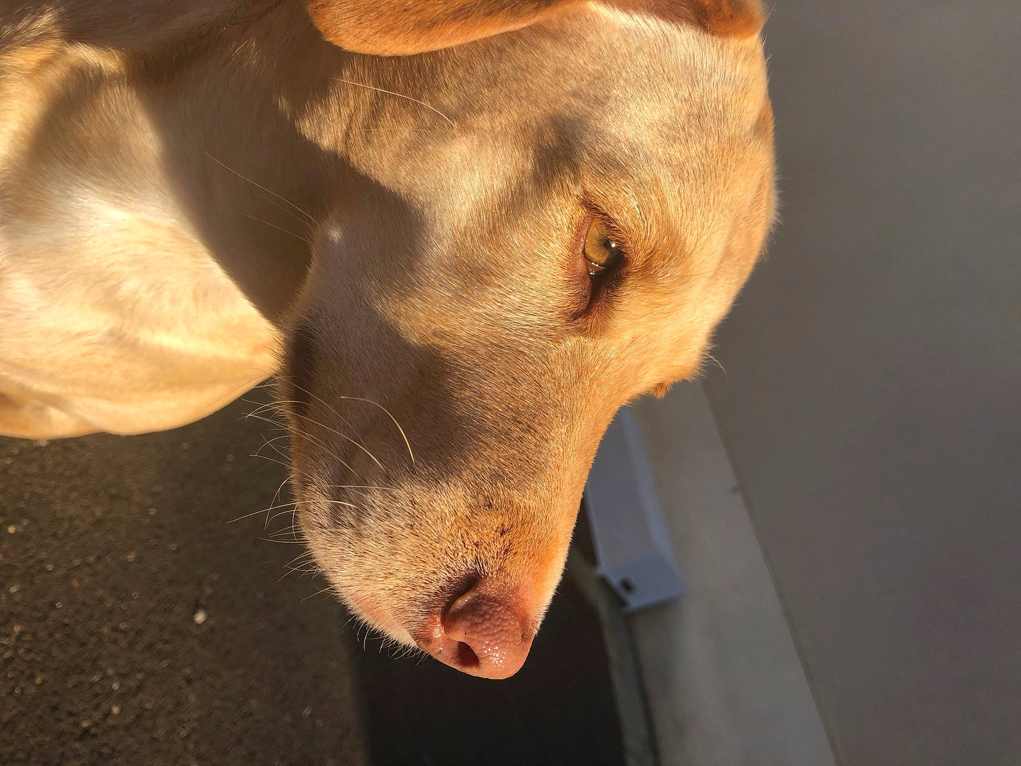 Chipeur a rejoint le concours — aidez-le/la à gagner de superbes lots ! canidae, carnivore, dog, dog_breed, ear, fawn, hunting_dog, ibizan_hound, jaw, nose, snout, sporting_group, whiskers