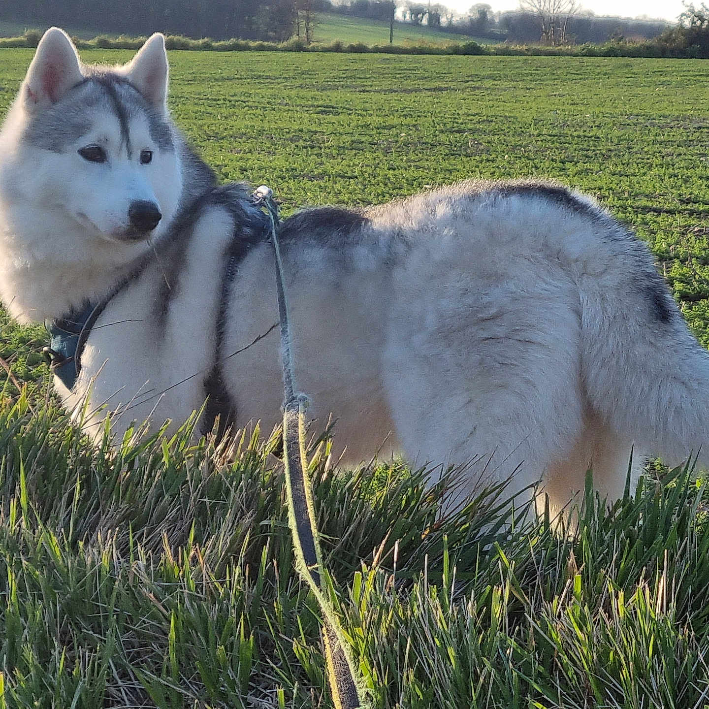 Thalma a rejoint le concours — aidez-le/la à gagner de superbes lots ! alert, animal, canine, curious, daylight, dog, ears, field, fur, grass, greenery, husky, landscape, leash, nature, outdoor, pet, rural, sky, walking