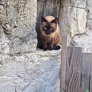 Elliot Et Choupi a rejoint le concours — aidez-le/la à gagner de superbes lots ! animal, cat, curious, daylight, ears, face, fur, green_leaves, nature, old_building, outdoor, perched, pet, quiet, rustic, siamese_cat, stone_wall, texture, window_nook, wooden_fence