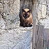 animal, cat, curious, daylight, ears, face, fur, green_leaves, nature, old_building, outdoor, perched, pet, quiet, rustic, siamese_cat, stone_wall, texture, window_nook, wooden_fence