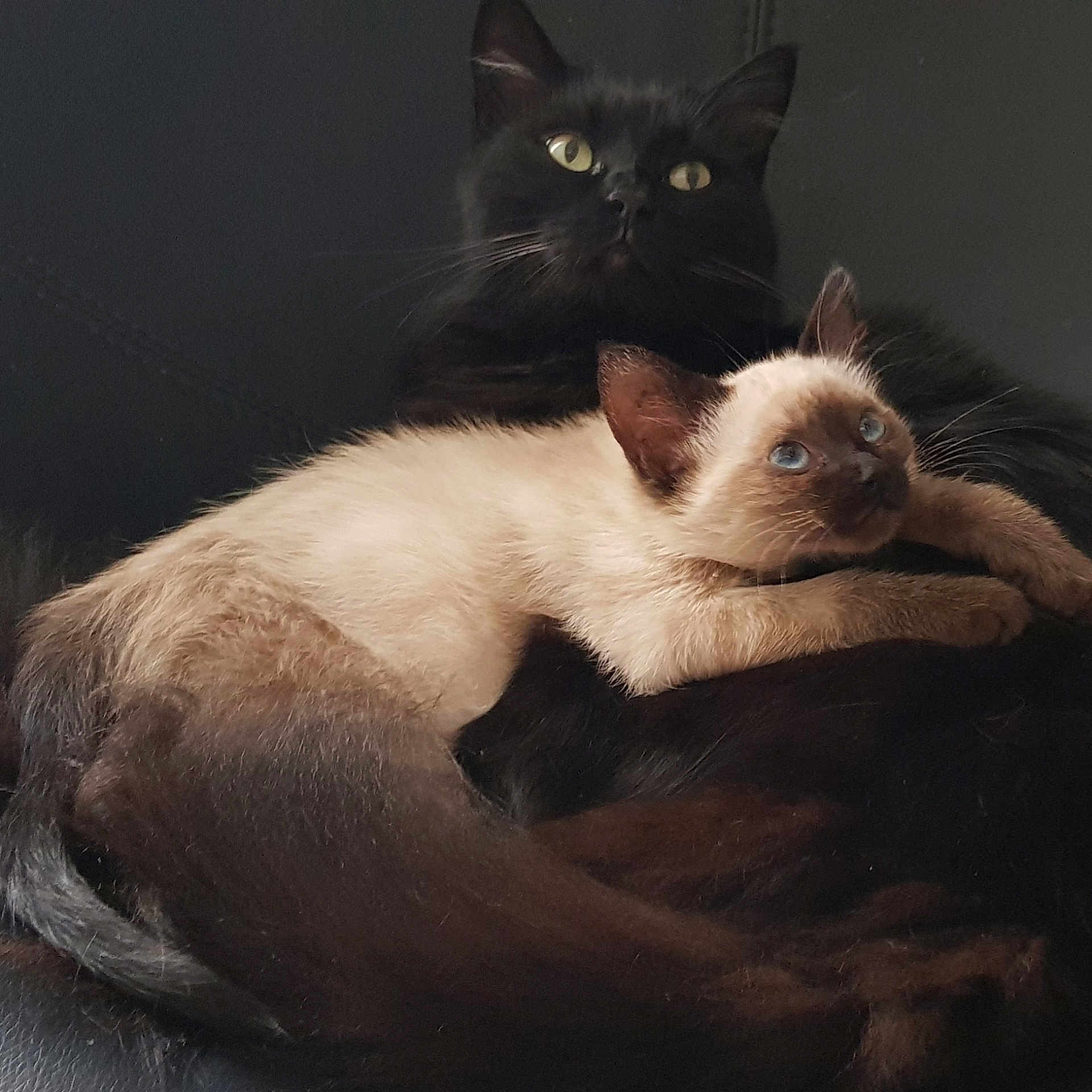 Elliot Et Choupi