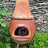 Elliot Et Choupi a rejoint le concours — aidez-le/la à gagner de superbes lots ! animal, black_cat, cat, cozy, curious, foliage, garden, green_leaves, greenery, hidden, nature, nestled, outdoor_fireplace, peeking, pet, plants, quiet, rustic, stone_wall, terracotta_fireplace