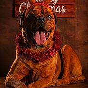 Bueno a rejoint le concours — aidez-le/la à gagner de superbes lots ! dog, reindeer_antlers, christmas, festive, holiday, red_garland, brown_fur, tongue_out, portrait, pet, animal, decor, sign, wooden_background, indoor, cute, smiling, celebration, seasonal, studio_lighting