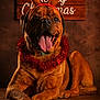 dog, reindeer_antlers, christmas, festive, holiday, red_garland, brown_fur, tongue_out, portrait, pet, animal, decor, sign, wooden_background, indoor, cute, smiling, celebration, seasonal, studio_lighting