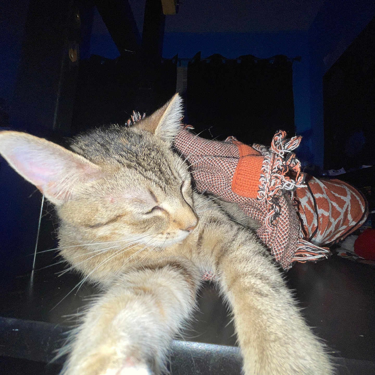 Bertha is registered to the contest to win money with this photo: black, cat, closeup, cozy, dark, ears, fabric, feline, fur, indoor, orange, patterned, paws, pet, relaxed, sleepy, stretching, surface, tabby, whiskers