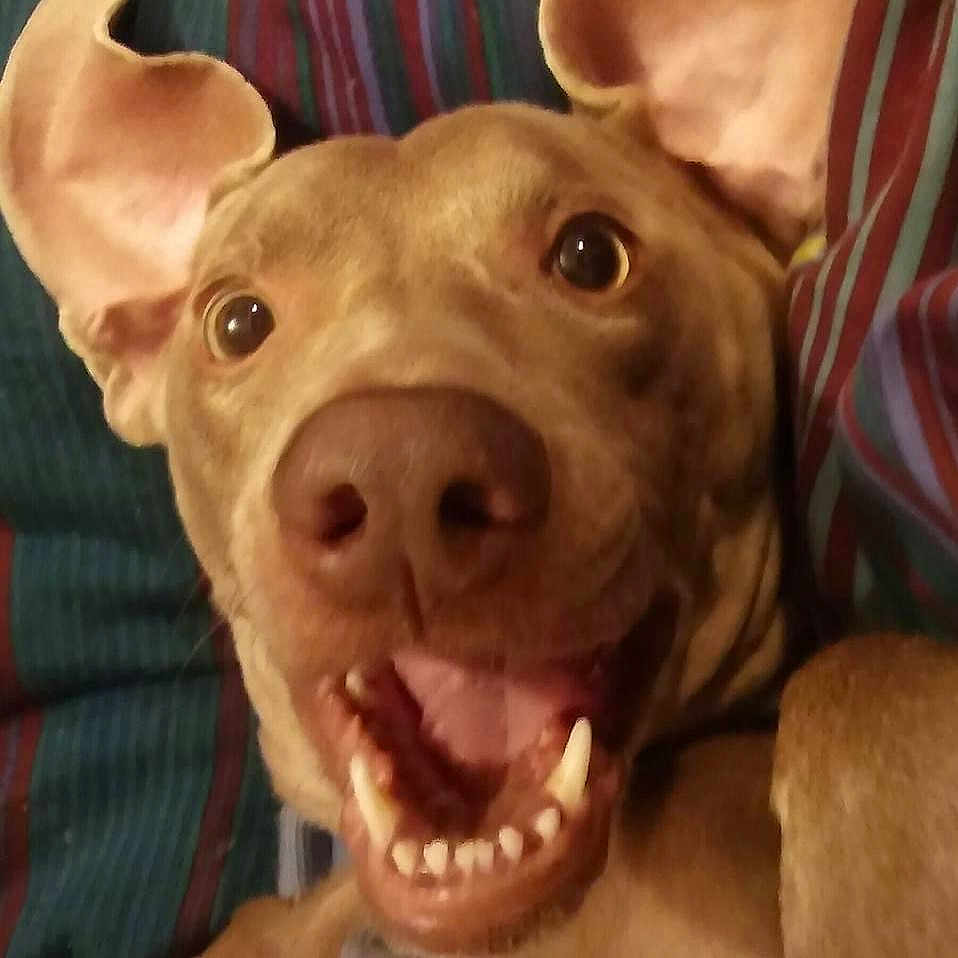 Lola joined the competition — help win amazing prizes! canidae, carnivore, companion_dog, dog, dog_breed, ear, eye, fawn, fur, head, jaw, liver, mouth, nose, selfie, snout, sporting_group, whiskers, working_animal, wrinkle