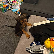 Bella is registered to the contest to win money with this photo: blurred_motion, carpet, clothes, colorful_toys, couch, curious, dog, furniture, gray_couch, home, indoor, living_room, pet, playful, puppy, puppy_paws, small_dog, stuffed_animals, toys, young_dog