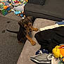 blurred_motion, carpet, clothes, colorful_toys, couch, curious, dog, furniture, gray_couch, home, indoor, living_room, pet, playful, puppy, puppy_paws, small_dog, stuffed_animals, toys, young_dog