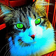 Tatertot joined the competition — help win amazing prizes! cat, pet, close_up, green_eyes, whiskers, fur, indoor, wooden_table, saturated_colors, high_contrast, portrait, ears, nose, muzzle, reflection_in_eye, domestic_cat, colored_filter, macro, gaze, bright_eyes