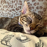Shasta is registered to the contest to win money with this photo: cat, tabby, sleeping, pillow, cowboy_boots, cowboy_hat, cactus, leopard_print, whiskers, fur, pet, domestic_animal, close_up, resting, cute, animal, indoor, relaxed, cozy, nap